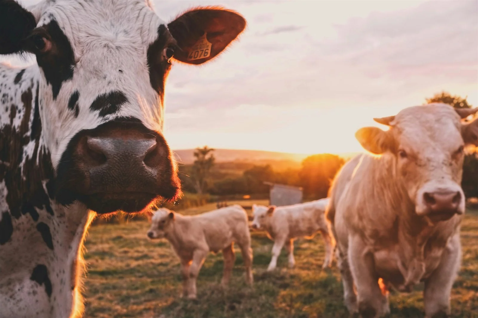 Best Dairy Management Software: Complete Guide to Digital Herd Management